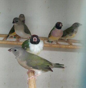 Amadina gouldova - 2