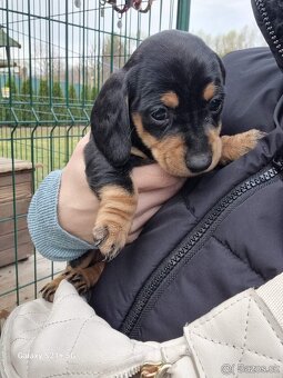 Jezevčík trpaslíci - 2