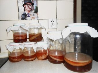 Kombucha - 2