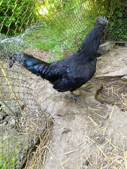 kohout Ayam Cemani - 2