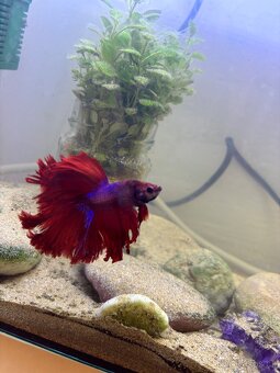 betta - 2x samec. 2 samicka a akvárium - 2