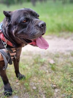 BRODY K ADOPCI - cane corso, mazel, parťák, vhodný k dětem - 2