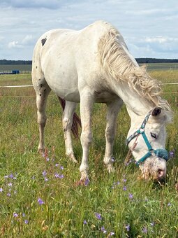 Hrebec appaloosa x CT - 2