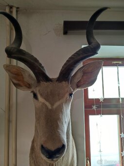 Trofej Kudu Velký 8300,-kč - 2