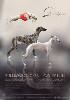 Whippet / Vipet s PP FCI - 2