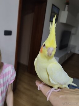 Mládě korely cca 3 měsíce staré - 2