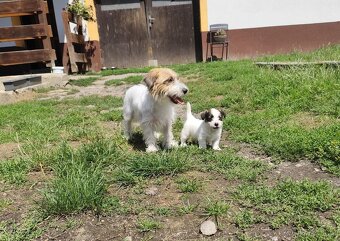Jack Russell teriér - 2