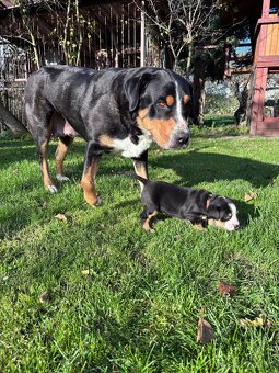 Štěňata velkého švýcarského salašnického psa - 2