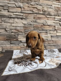 Jezevčík trpasličí - 2