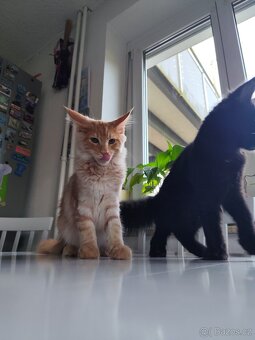 Mainská mývalí kočka - 2