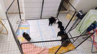 Border kolie bez PP - 2