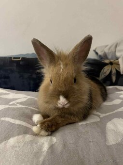 Králík zakrslý - 2