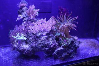 Mořské akvárium - 2