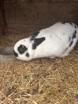 polozakrslý králík - 2