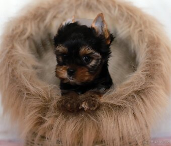 Jorkšírský teriér s pp - 2