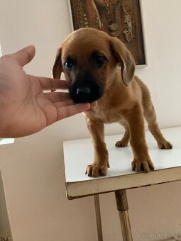 Jezevčík X Špic - 2