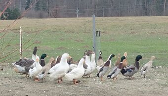 Indický běžec - 2