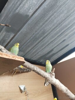 Prodám andulky - 2