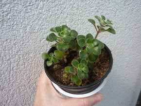 Aeonium lindleyi - sukulentní pokojová rostlina - 2