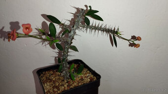 Euphorbia Milii mini (trnová koruna, kristova koruna) - 2