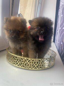 Pomeranian bez pp - 2