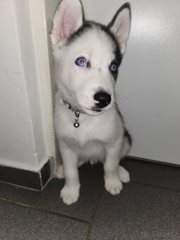 Prodam.štěně husky - 2