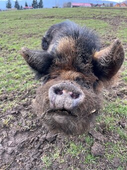 Kanec Kune Kune - 2
