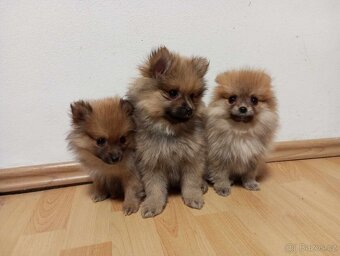 Pomeranian - 2