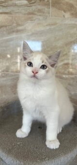 Ragdoll koťata bez PP - 2