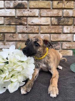 Whippet, Vipet s PP - 2