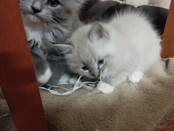 Kříženci ragdoll - 2