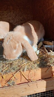 Francouzský beran - 2