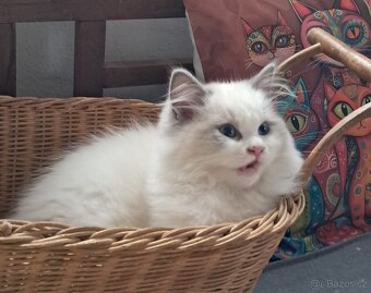 Koťátka  ragdoll s PP (FIFE) - 2