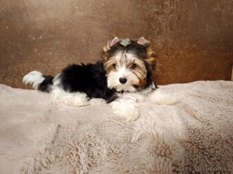 Biewer jorkširský teriér pejsek s pp - 2