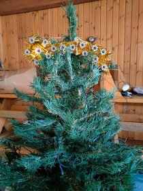 Prodám vánoční stromek - 2