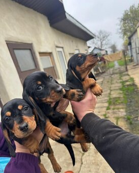 Jezevčík trpasličí - 2