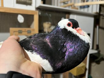 Český stavák černý Sedlatý - Samec - 2