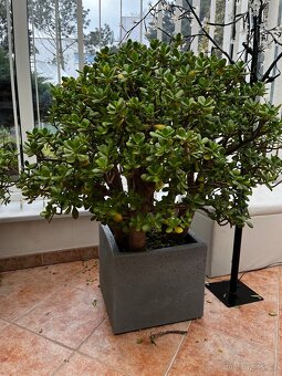 Tlustice stáří cca 25let - 2