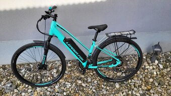 Leader Fox Venosa - 2