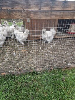 Hedvábnička EU - 2