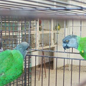 Chovné páry - papoušci - 2