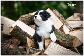 Border Collie, Border Kolia s PP FCI - 2
