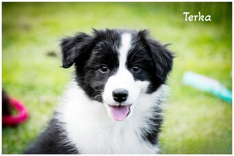 Border Collie, Border Kolia s PP FCI - 2
