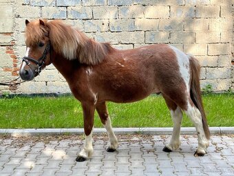 Pony Valach - 2