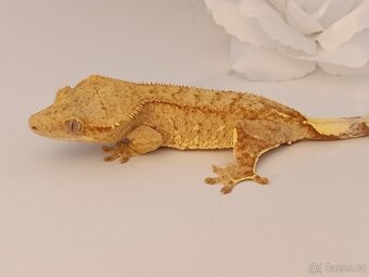 Pagekon řasnatý samice 37g Yellow - 2