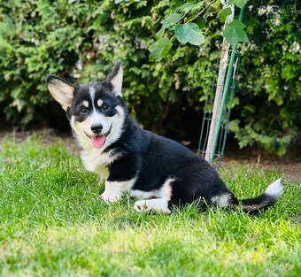 Welsh Corgi Pembroke - 2