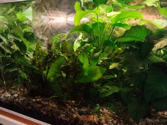 Anubias, Microsorium - 2