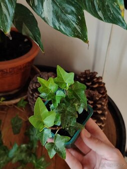 Břečťan popínavý - hedera helix - 2