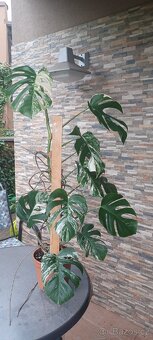 Monstera albo - 2