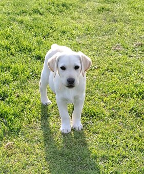 Labrador - štěňátka s PP - 2